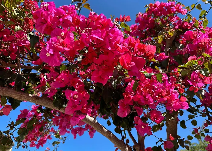 Maria House Con Giardino Privato *