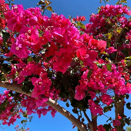 Maria House Con Giardino Privato *